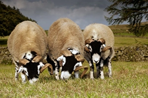 Domestic Sheep, Swaledale rams, three grazing in pasture, Cumbria, England, september