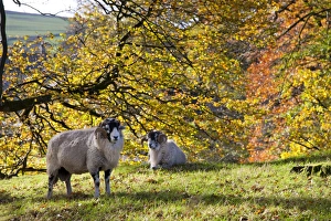 Colour Prints: Domestic Sheep, Swaledale rams