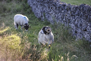Sun Light Prints: Domestic Sheep, Swaledale rams