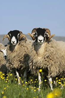 Swaledale Prints: Domestic Sheep, Swaledale rams