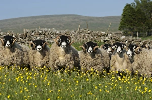 Swaledale Prints: Domestic Sheep, Swaledale rams
