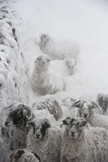 Blizzard Prints: Domestic Sheep, Swaledale sheep