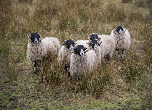 Swaledale Prints: Domestic Sheep, Swaledale tup hoggs