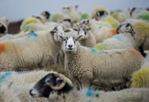 Flock Prints: Domestic Sheep, Texdale (Texel x Swaledale) ewe