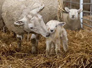 Straw Prints: Domestic Sheep, Texel cross ewe with newborn Texel sired lamb
