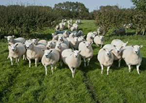 Crossbreed Prints: Domestic Sheep, Texel cross ewes