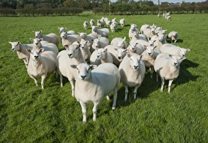 Domestic Sheep, Texel cross ewes, flock standing in pasture, Preston, Lancashire, England, september