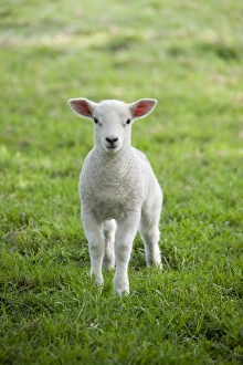 Domestic Sheep, Texel cross lamb, standing in pasture, Chipping, Lancashire, England, april