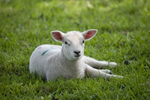 Mule Prints: Domestic Sheep, Texel cross lamb, resting in pasture, Chipping, Lancashire, England, april