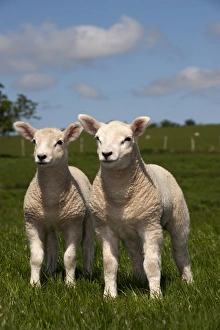 Twin Prints: Domestic Sheep, Texel crossbred, two lambs, standing in pasture, England, may