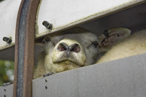 Transports Prints: Domestic Sheep, Texel ewe, close-up of head