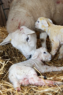 Licks Prints: Domestic Sheep, Texel ewe with newborn twin lambs
