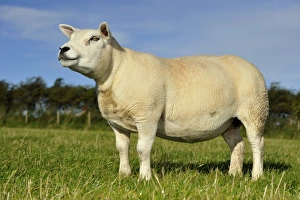Domestic Sheep, Texel ewe, standing in pasture, Lancashire, England, September