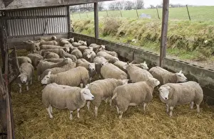 Indoor Prints: Domestic Sheep, Texel, ewes, flock standing on straw bedding in lambing shed