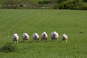 Texel Prints: Domestic Sheep, Texel, ewes with lambs