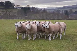 Trending: Domestic Sheep, Texel gimmers, flock standing in pasture
