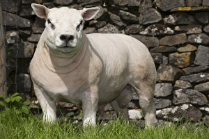 Domestic Sheep, Texel, pedigree ram, newly clipped, standing beside drystone wall in pasture, England, may