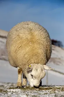 Texel Prints: Domestic Sheep, Texel ram, grazing in snow covered pasture, England, december