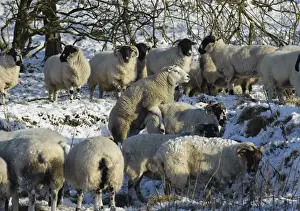 Domestic Sheep, Texel ram, mating with Scottish Blackface ewe, flock in snow covered pasture, Whitewell, Lancashire