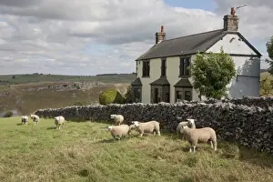 Cottages Prints: Domestic Sheep, Texel rams, flock standing in pasture beside drystone wall and cottage