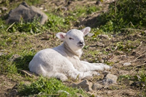 Mule Prints: Domestic Sheep, Texel sired lamb, resting in pasture, Clitheroe, Lancashire, England, May
