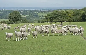 Crossbreed Prints: Domestic Sheep, Texel x Rouge ewes with Beltex sired lambs