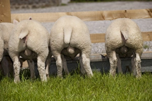 Tups Prints: Domestic Sheep, tup lambs, rear view, feeding at trough in pasture, England, may