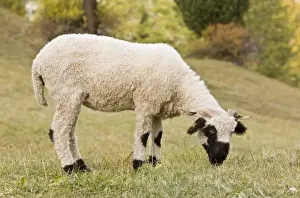 Domestic Sheep, Walliser Schwarznasenschaf (Valais Blacknose) dual purpose breed, ewe, grazing in mountain pasture