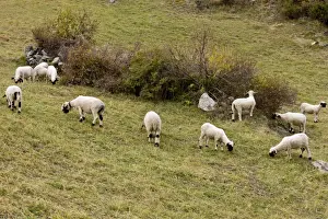 Domestic Sheep, Walliser Schwarznasenschaf (Valais Blacknose) dual purpose breed, flock grazing in mountain pasture