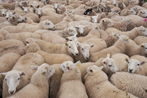 Mule Prints: Domestic Sheep, Welsh Mountain cross