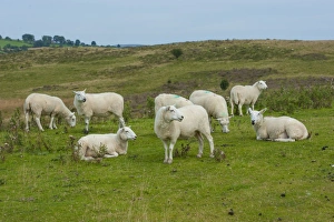 Graze Prints: Domestic Sheep, Welsh Mountain ewes