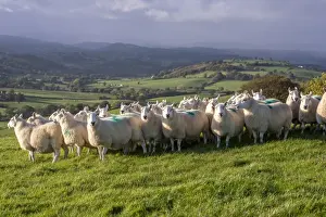Mule Prints: Domestic Sheep, Welsh Mules (Improved Welsh Mountain ewes put to Bluefaced Leicester rams)