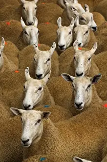 Bred Prints: Domestic Sheep, Welsh mules, Welsh Mountain ewe x Blue-faced Leicester ram