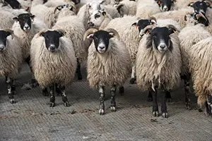 Floor Prints: Domestic Sheep, wether lambs, flock standing on slats to minimise foot problems whilst finishing