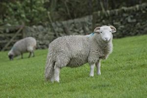 English Breed Prints: Domestic Sheep, Whitefaced Woodland
