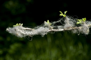 Caught Prints: Domestic Sheep, wool caught on thorn twig in hedge, Cumbria, England, June