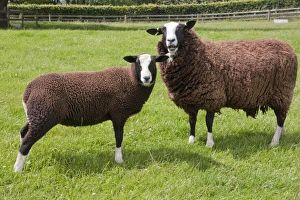 Lamb Prints: Domestic Sheep, Zwartble Sheep