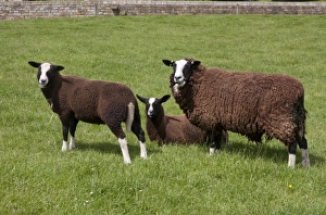 Domestic Sheep, Zwartble Sheep, ewe and lambs, in pasture, Halton Castle, Corbridge, Northumberland, England, July