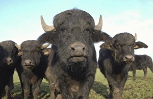 Farmed Prints: Domestic Water Buffalo (Bubalis bubalis) calves, herd in pasture, North Yorkshire, England