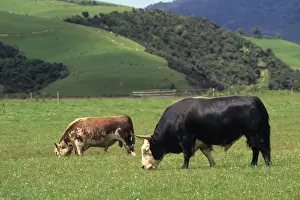 Wild Prints: Domestic Yak (Bos grunniens) x Domestic Cattle (Bos primigenius) Hereford