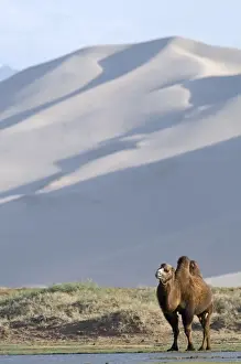 Domesticated Bactrian Camel (Camelus bactrianus) adult, standing in desert habitat, Khongoryn Els Sand Dunes