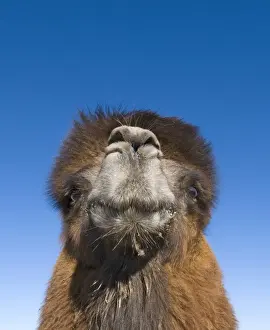 Domesticated Bactrian Camel (Camelus bactrianus) breeding male, close-up of head, in pen at nomads camp, Khongoryn Els Sand Dunes, Southern Gobi Desert, Mongolia, october