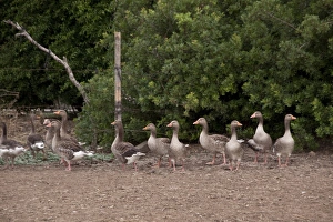 Grey Prints: Domesticated grey lag geese in farm yard situation