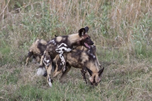 Cape Prints: Dominance in Hunting dogs where one will mount another