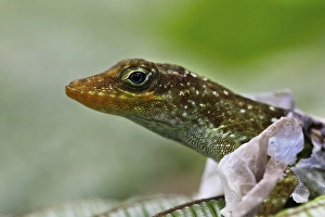 Lesser Antilles Prints: Dominican Anole (Anolis oculatus) adult