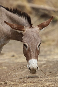 Twig Prints: Donkey, adult, close-up of head, feeding on twig, Gambia, january