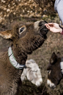 Hand Prints: Donkey, adult male, with reflective collar on neck