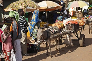 Donkey, adult, pulling cart in market, Gambia, january