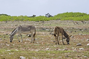 Donkey, two feral adults, grazing, Bonaire, Leeward Antilles, Lesser Antilles, Caribbean