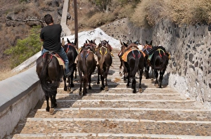 Rides Prints: Donkey, herd with handler, walking down steps